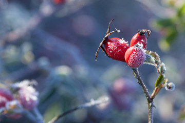 Red rosehip berries with snow. A wild rose shrub with frost. First frost in autumn. Hoarfrost on...