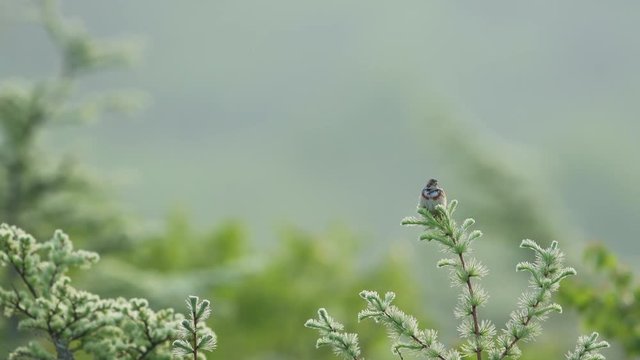 ホオアカ雄(Chestnut-eared bunting)