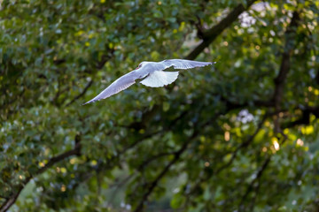 Seagull in fly
