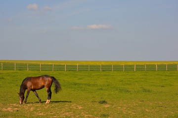 Horse and foal grazing