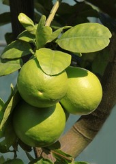 citrus fruits on citrus tree
