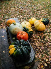 pumpkins and gourds
