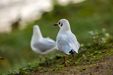 Seagull on filed
