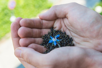 Harvested black seeds of Borage shown on palms of a gardener with blue flower of an edible flowering plant Borago Officinalis grown as a part of urban gardening 