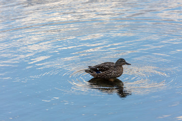 Duck in water