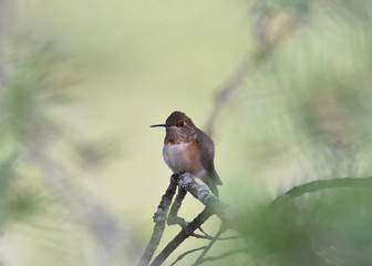 Broad-Tailed Hummingbird