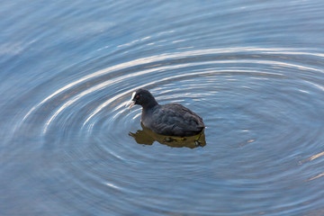 Bird in water
