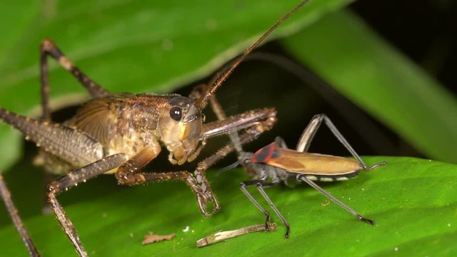 An assassin bug shares the remains of an insect with a predatory bush cricket in the rainforest, Ecuador. 