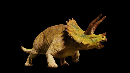 Triceratops horridus dinosaur from the Jurassic era (3d rendering isolated on black background)