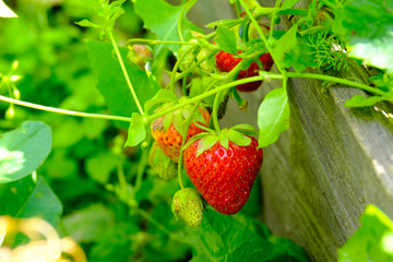 Victoria berries are hung over the old wooden fence beds, juicy berries