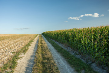 Road between a field of corn and plowed field © darekb22