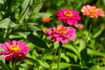 Obraz premium tsinia flowers of different colors in the garden in the summer, bright colors for decoration of housing, blurred green