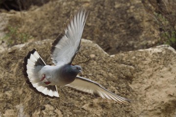 Turkestan Hill Dove bird