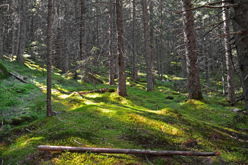 Fototapeta premium coniferous forest