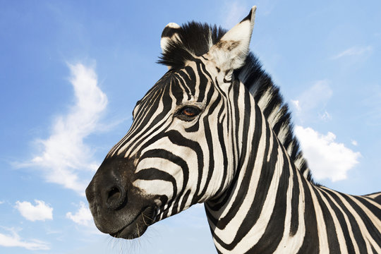 Fototapeta muzzle of a zebra