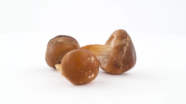 Three shiitake mushrooms. Rotating on the turntable isolated on the white background. Close up. Macro.