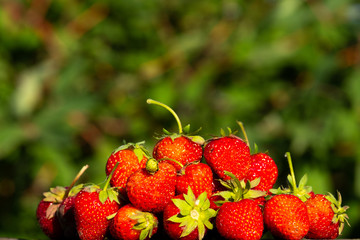at the bottom of the frame a lot of strawberry berries, on top of a blurred background