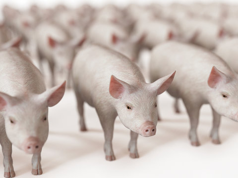 3d rendered illustration of a lot of pigs