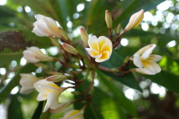 yellow flowers in the garden
