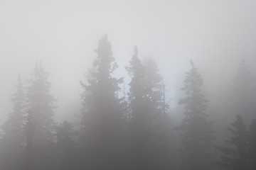 Backlit pine trees in mist, monochrome, balck and white