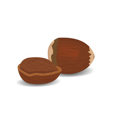 two hazelnuts on a white background