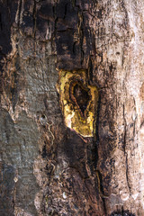 Texture of brown tree trunk