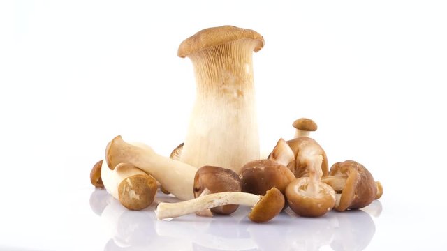 Several big and small mushrooms. Standing and lying. Rotating on the turntable isolated on the white background. Close up. Macro.