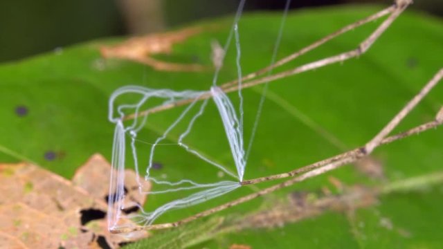 Ogre Faced Spider (Deinopis sp.) holding its web ready to catch a prey item. They use a square sticky web held between the feet to actively catch passing insects. In the rainforest understory, Ecuador