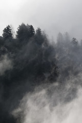 Pine trees covered in mist, black and white, whispy clouds