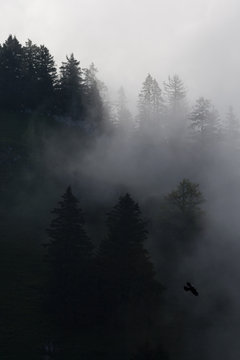 Pine trees covered in mist, black and white, whispy clouds