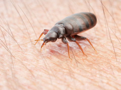 3d rendered illustration of a bedbug on human skin