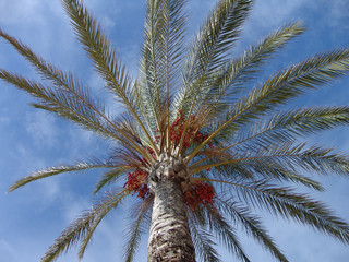 Palme