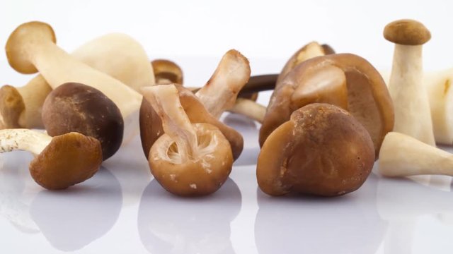 Macro shooting of several big and small mushrooms. Standing and lying. Rotating on the turntable isolated on the white background. Close up.