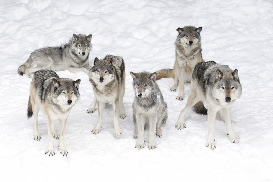 Timber wolves or grey wolves (Canis lupus), isolated on white background, timber wolf pack standing in the snow in Canada