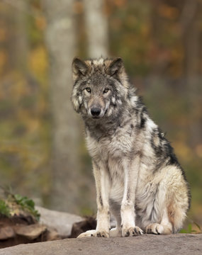 Fototapeta A lone Timber wolf or Grey Wolf  (Canis lupus) on top of a rock looks back on a summer day in Canada