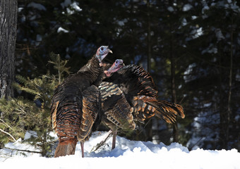 Two Eastern Wild Turkeys (Meleagris gallopavo) standing in the snow in Canada © Jim Cumming