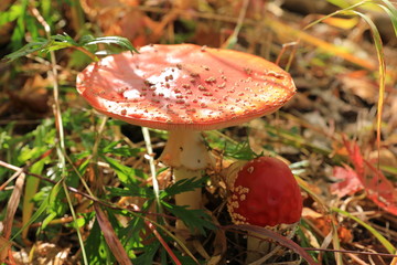 fly agaric in forest