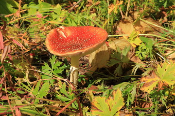 red mushroom in the forest