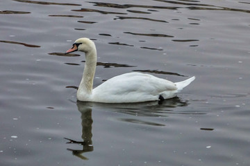 Swan seen at river shore, Prague, Czech Republic