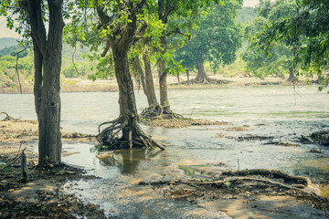 river Stream in the rain forest
