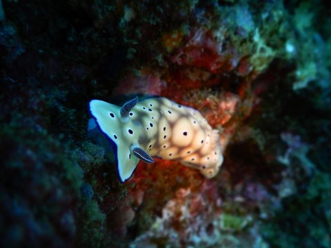 nudibranch