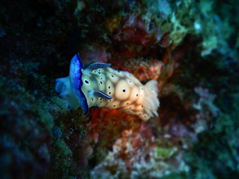 nudibranch