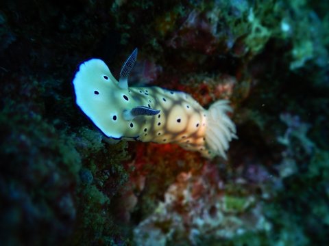 nudibranch