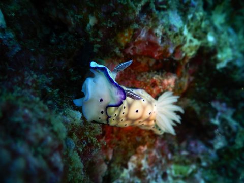 nudibranch