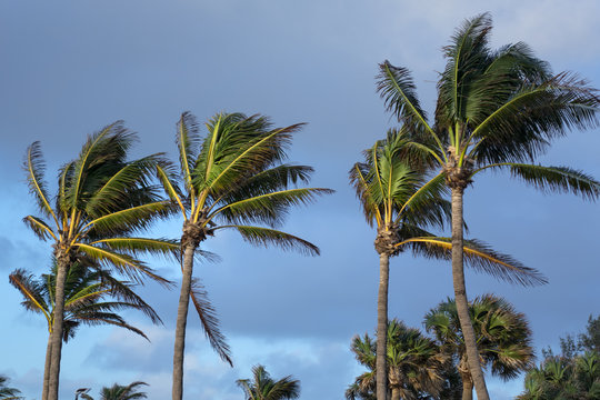 palm trees over cloudy sky