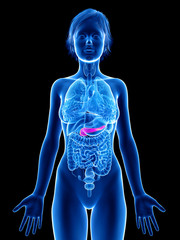 3d rendered medically accurate illustration of a womans pancreas