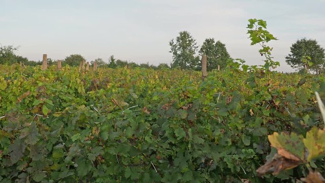 Vinerards in Vrancea, Romania, in autumn. Grape harvest season