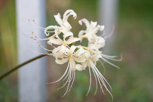  cluster amaryllis white