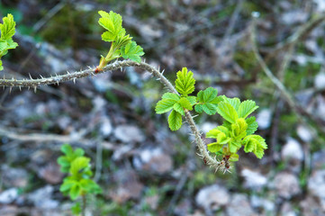 Young shoots of the plant in the spring. The leaves blossomed in the tree in the spring.