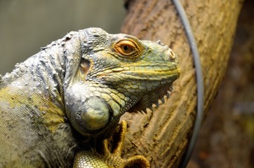 iguana
